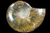 Polished, Agatized Ammonite (Cleoniceras) - Madagascar #76106-1